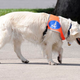 Illustration for article titled Seeing Eye Dog Really Blows Off Some Steam In Dog Park